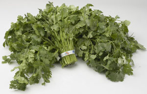Cilantro