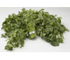 Cilantro