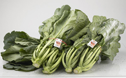 Collard