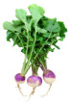 Turnip Roots