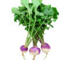 Turnip Root