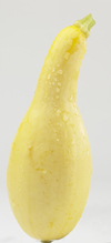 Yellow Squash