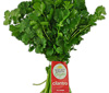 Organic Cilantro