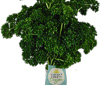 Organic Curly Parsley