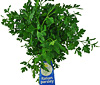 Organic Italian Parsley