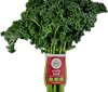 Organic Kale Greens